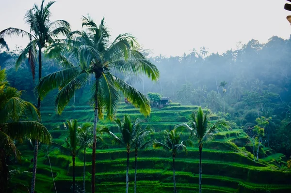 Terrazas de arroz de Tegallalang entre altas palmeras con la luz del amanecer y bruma matinal en Ubud