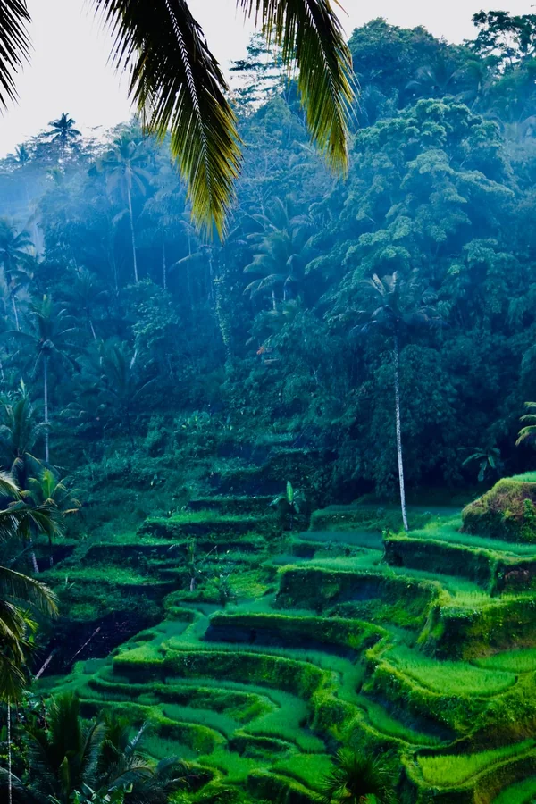 Terrazas escalonadas de arroz de un verde intenso bajo palmeras altas en Tegallalang al norte de Ubud