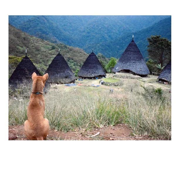 Perro contempla las casas cónicas tradicionales mbaru niang de la aldea de Wae Rebo entre las montañas de Flores