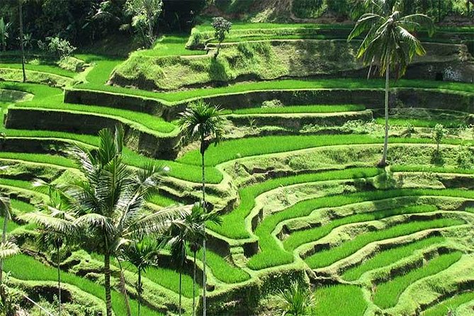 ruta al centro de Bali Arrozales de Tegalalang