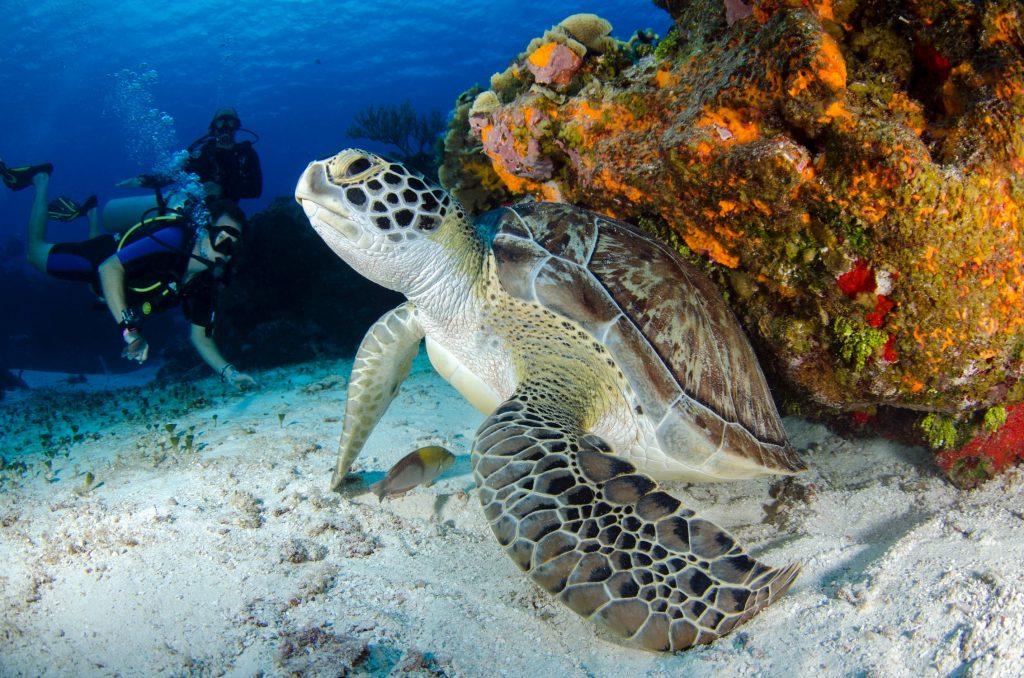 Snorkel con tortugas en Gili