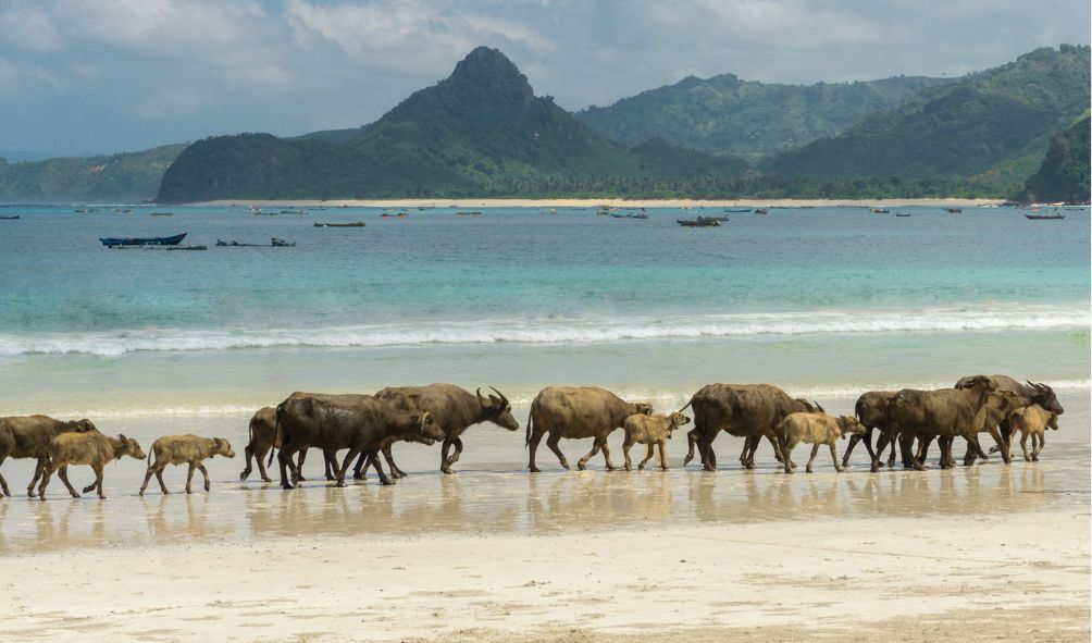 Lombok playas arena blanca sur isla Indonesia viajeros
