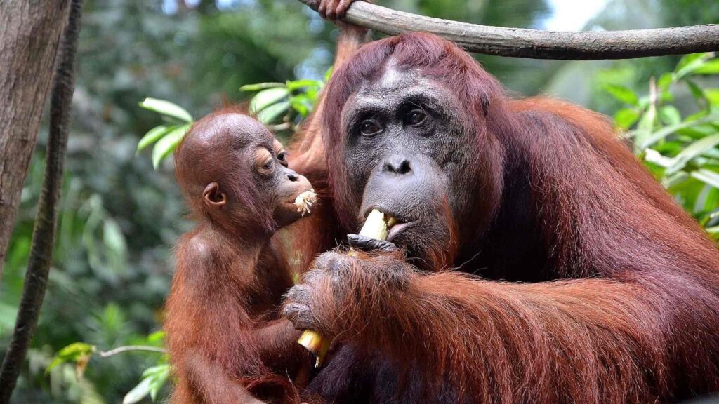orangutanes en sumatra
