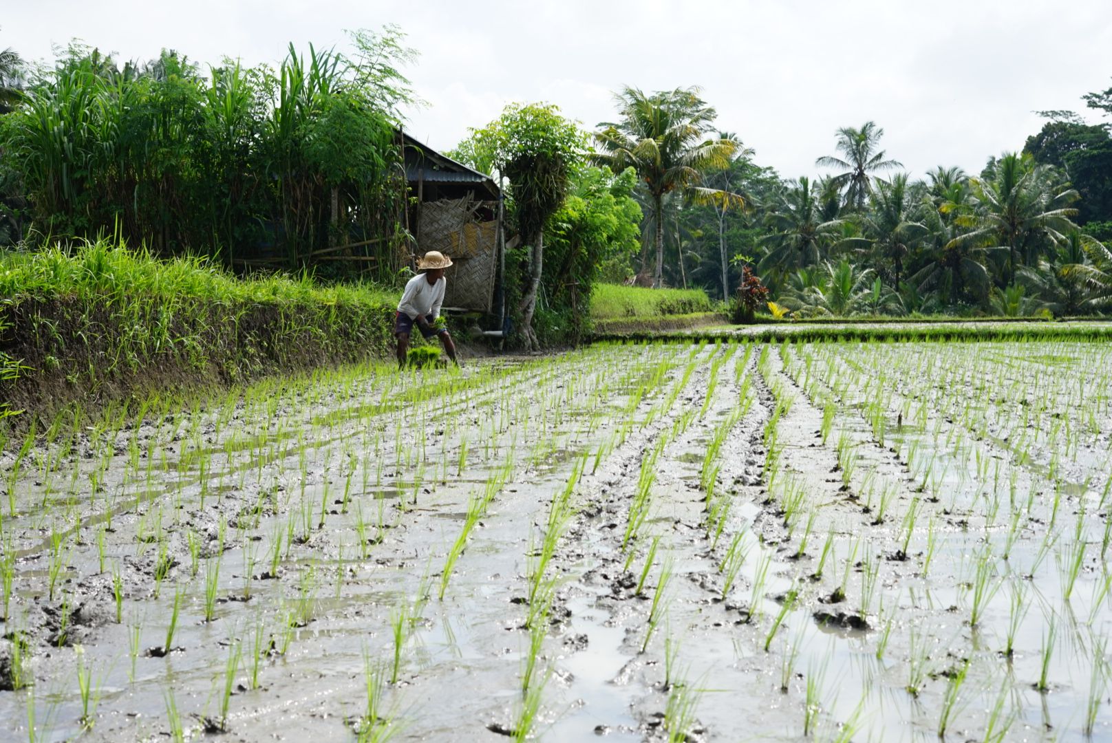 Agricultor balinés plantando arroz a mano en un campo inundado de Bali