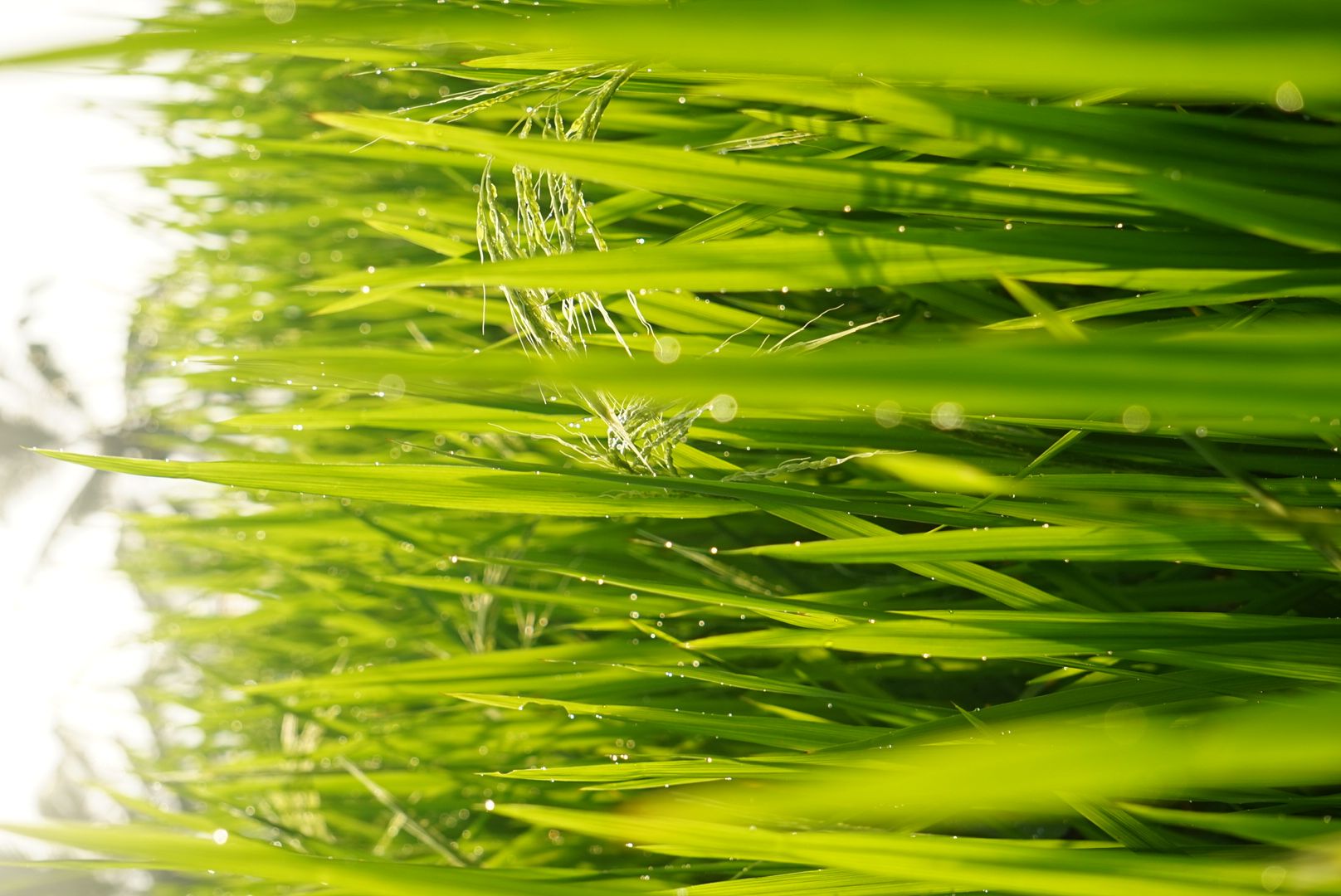 Detalle de las espigas verdes de arroz con el rocío de la mañana en Bali