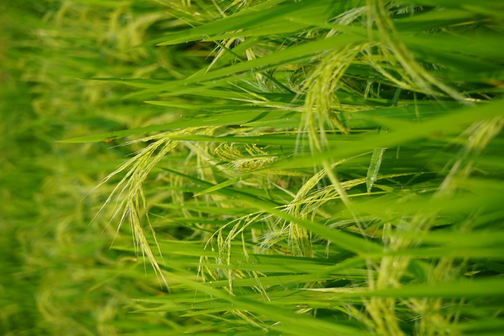 Arrozales en Tampaksiring, junto a los templos de Gunung Kawi, Bali