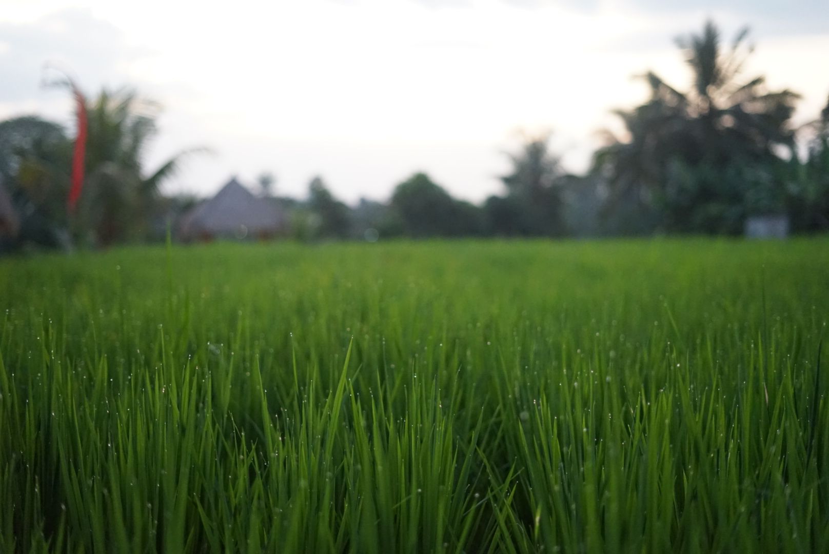 Arrozales verdes y abiertos de Jatiluwih, patrimonio UNESCO en el centro de Bali