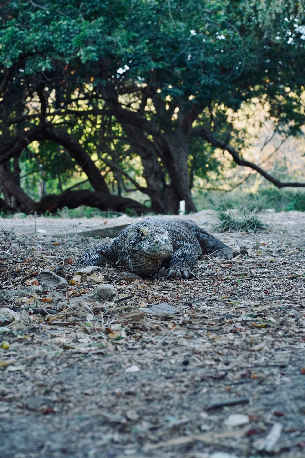 Dragón de Komodo Indonesia reptil endémico