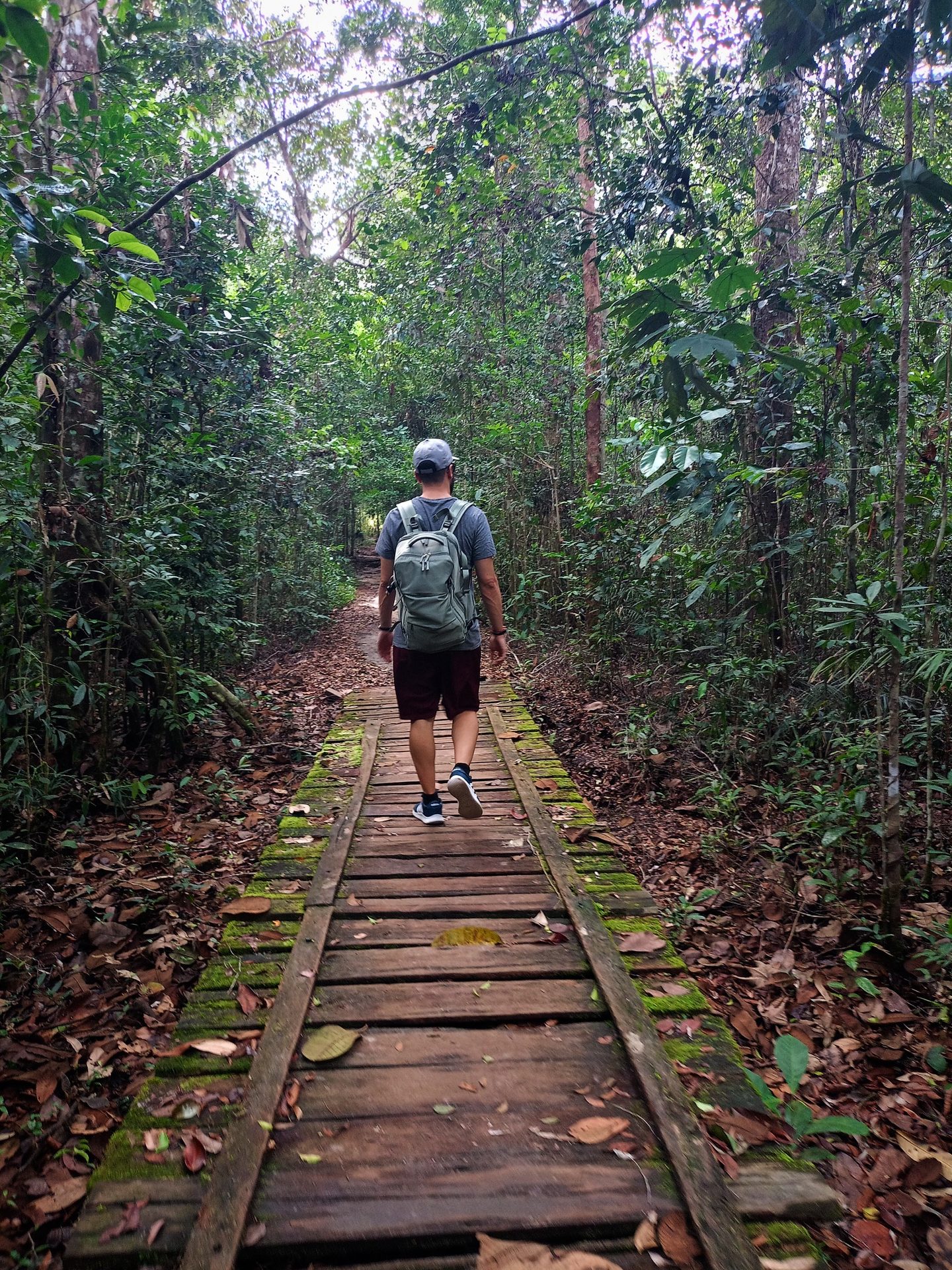 Selva Borneo sendero madera orangutanes trekking