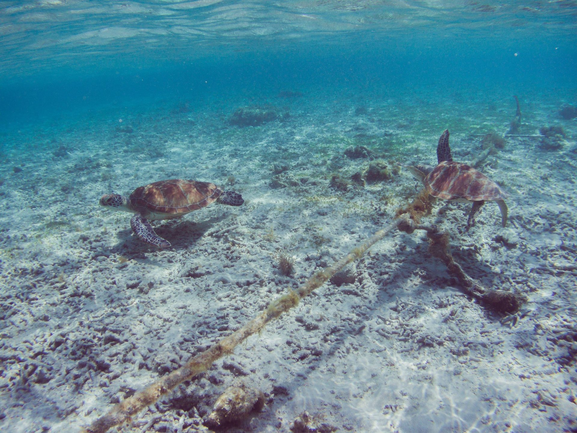 Tortugas snorkel Bali mar cristalino