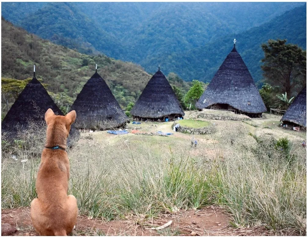 Casas cónicas mbaru niang de la aldea de Wae Rebo vistas desde el sendero de llegada